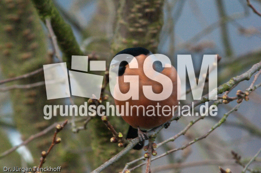 Gimpel (32 von 40).jpg